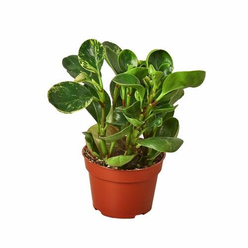 Peperomia 'Marble' - The Higher Flower