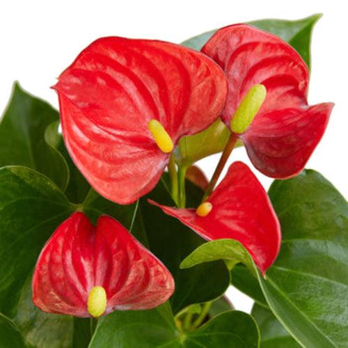 Anthurium 'Red' - The Higher Flower