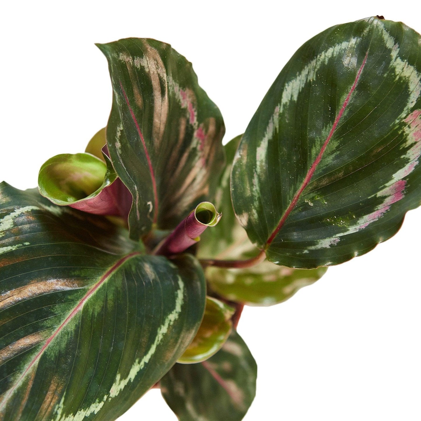 Calathea Roseopicta 'Medallion' - The Higher Flower