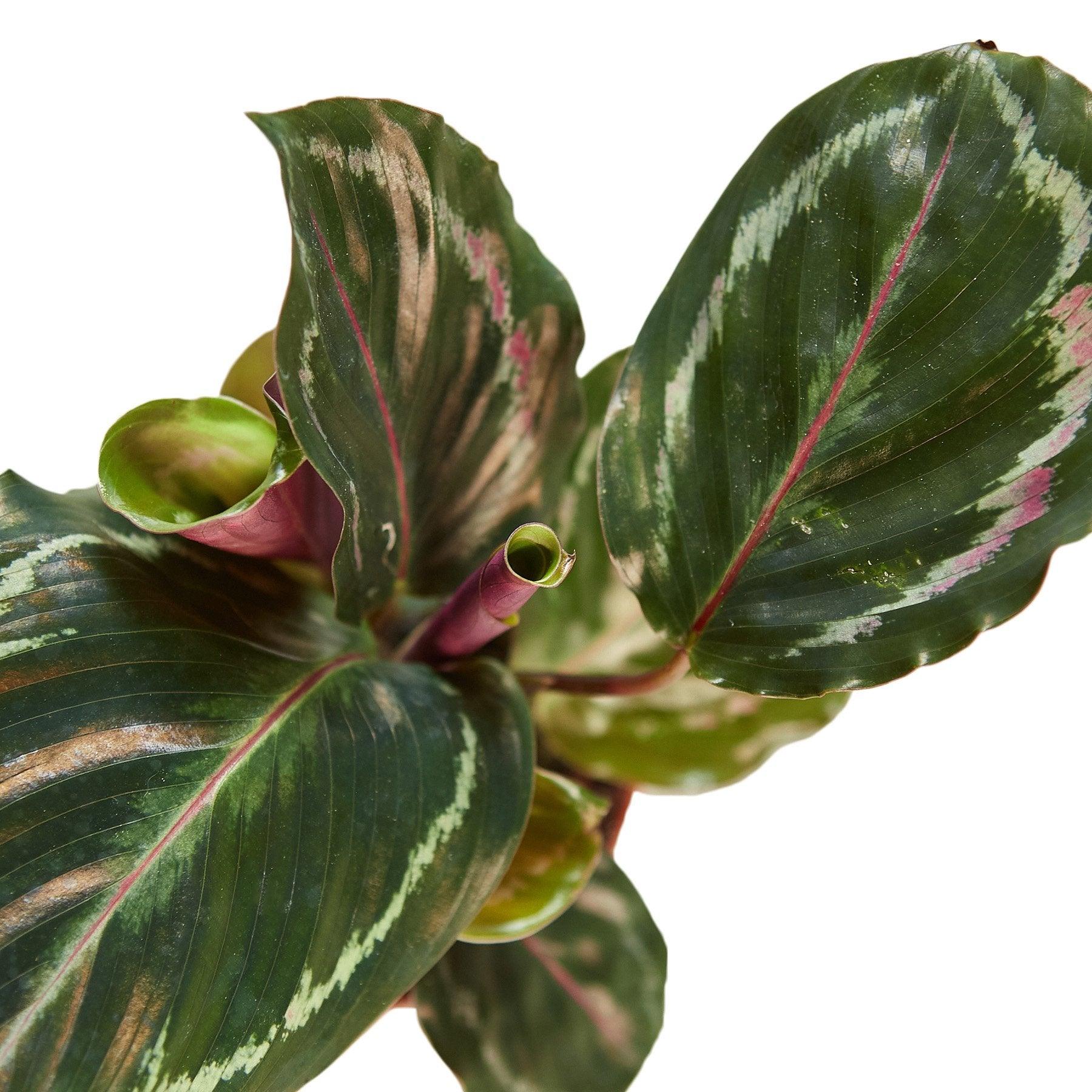 Calathea Roseopicta 'Medallion' - The Higher Flower