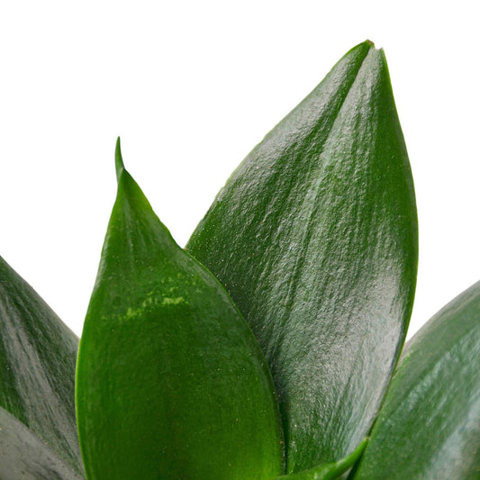 Snake Plant Jade - The Higher Flower