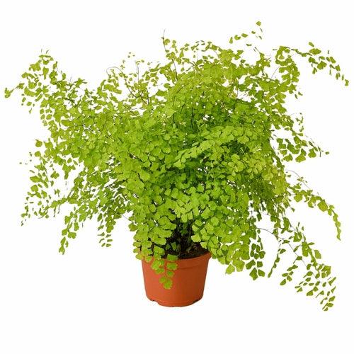 Maidenhair Fern - The Higher Flower