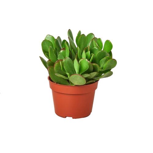 Succulent Crassula 'Jade' - The Higher Flower