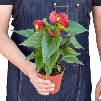 Anthurium 'Red' - The Higher Flower