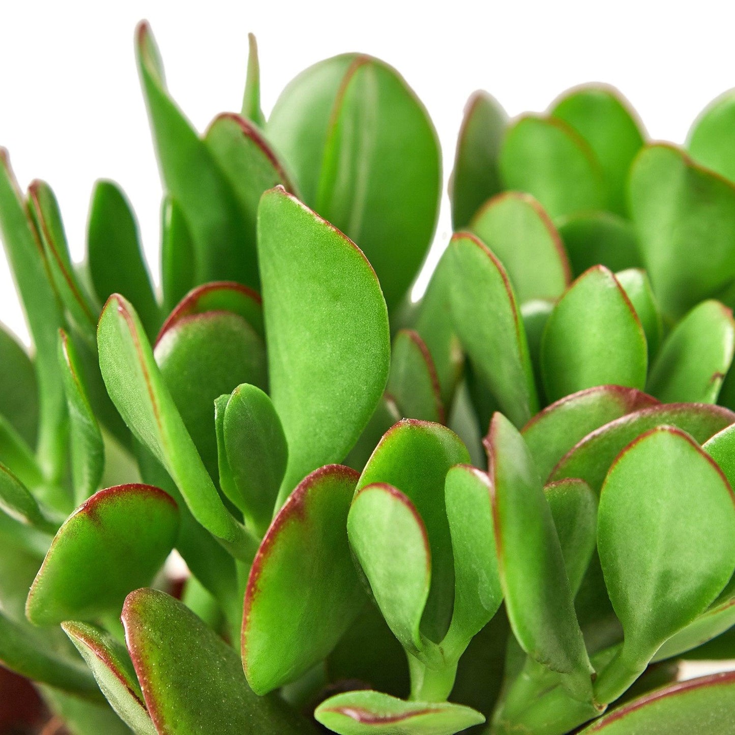 Succulent Crassula 'Jade' - The Higher Flower