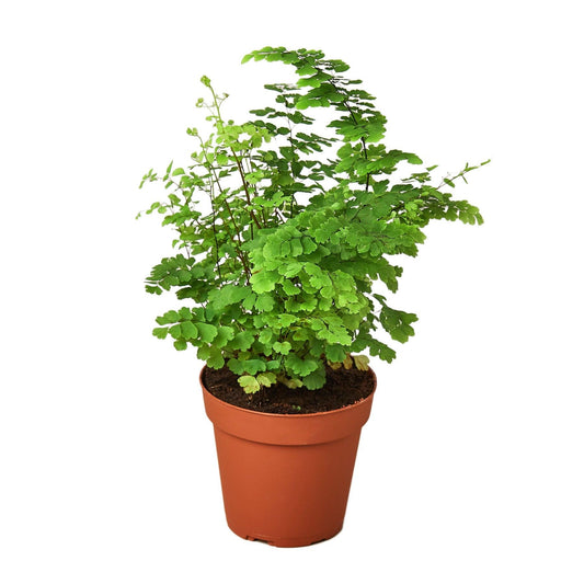 Maidenhair Fern - The Higher Flower