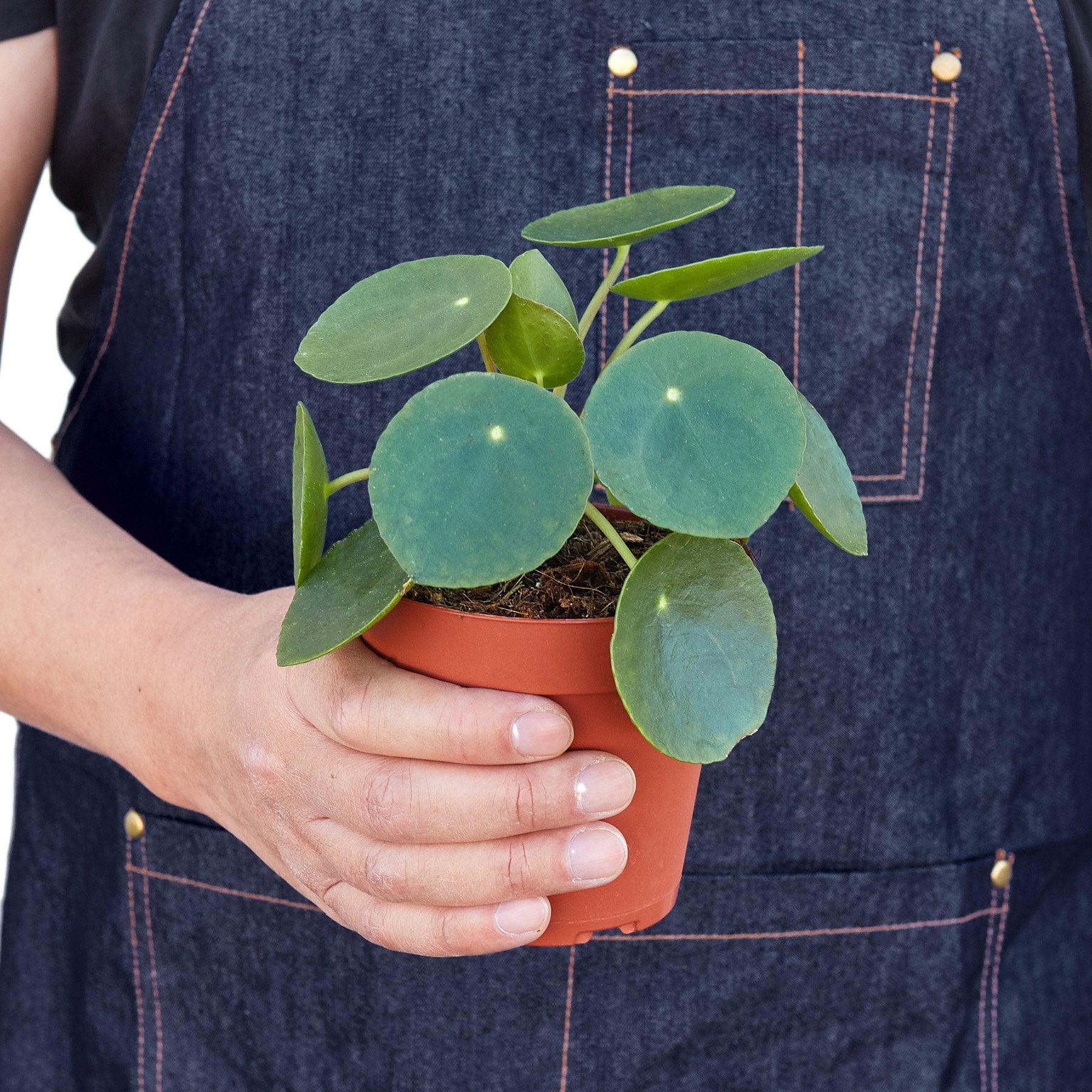 Pilea Peperomioides 'Chinese Money' - The Higher Flower