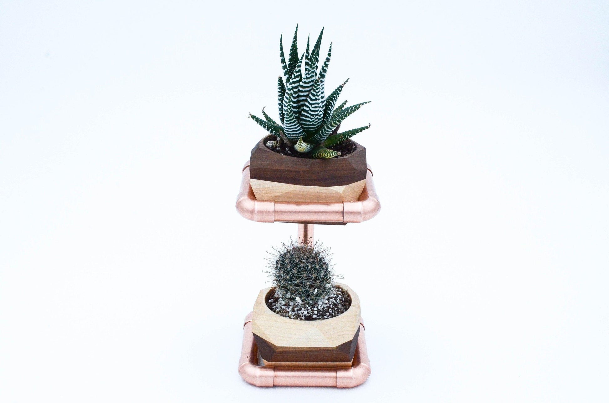 Geometric Double Cactus & Succulent Planter with - The Higher Flower